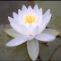 w1o8n7t7EV4-channel-avatar-Nichiren Buddhism Chanting Channel