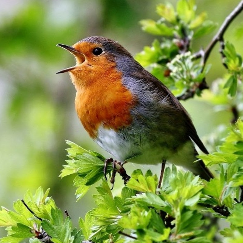 Healing Birdsong -ПЕНИЕ ПТИЦ ИСЦЕЛЯЕТ Logo