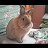 @bunny_lover