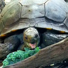 zoolife YouTube channel