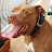 @PitbullRyu's avatar