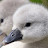 @Swans_And_Ducks Avatar