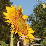 Huerta si!