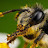 @experimental_beekeeping