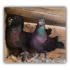 Kutch roller pigeon