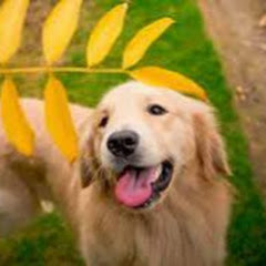 金毛QQ的日常アイコン画像