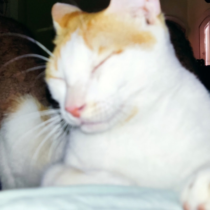 Loki the Cat
