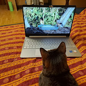 Amazing Sounds Mind Relaxation (ASMR)