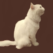 Kucing Kayana