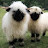 @blackwhiteblacksheep