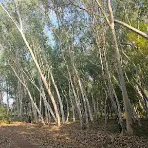 TreeKisan YouTube channel