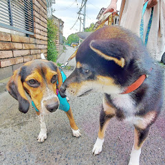 黒柴犬のテッチャンとビーグル犬のクゥーアイコン画像
