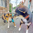 NJT6FqPtCFw-channel-avatar-黒柴犬のテッチャンとビーグル犬のクゥー