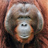 GVDkl6Rwygc-channel-avatar-Orange Monkey
