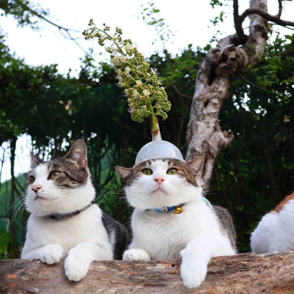 のせ猫 YouTube