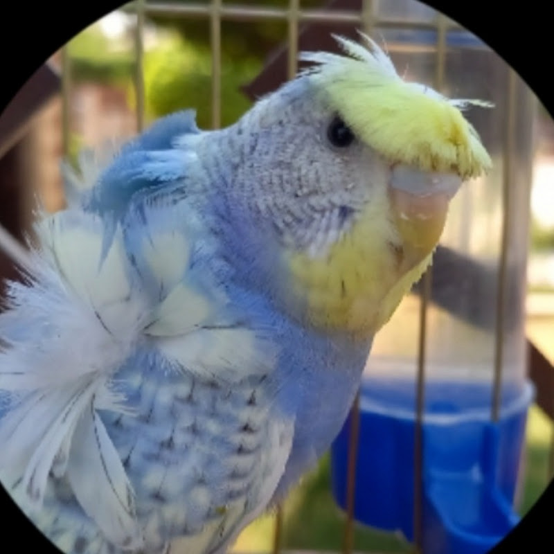 مصطفى زينهم 