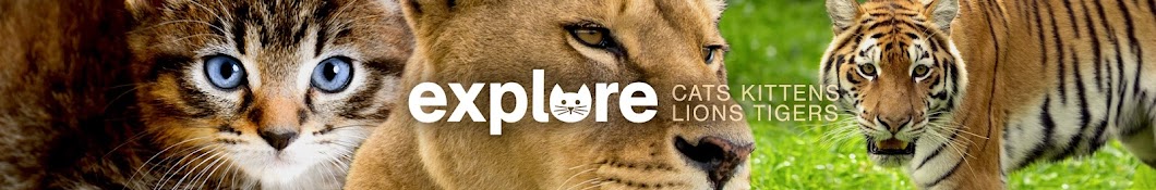 Explore Cats Lions Tigers رمز قناة اليوتيوب