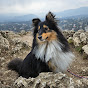 RoxytheSheltie logo