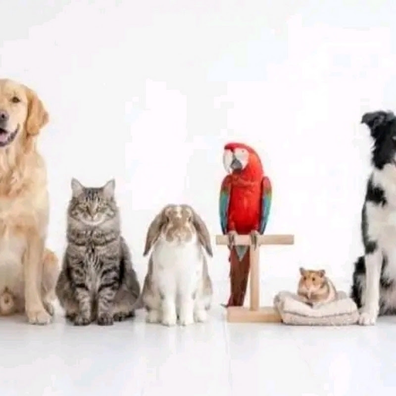 Funny Pets Animals And Events avatar
