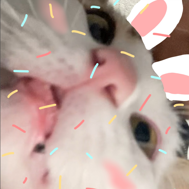 Hire Mordi Star⭐️ — Pets & Animals YouTube creator for sponsorships