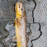 msTUO9eROsI-channel-avatar-out n about fresh water fishing