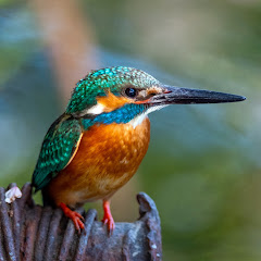 SuBirds Nature Tours net worth