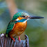 DQaBTzDJG6w-channel-avatar-SuBirds Nature Tours