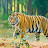 @Sundarbanvideo