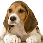trainingdogsshorts1261