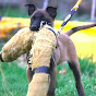 Chicagoland Protection Dogs & Training Solutions Avatar