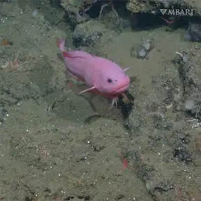 MBARI (Monterey Bay Aquarium Research Institute) YouTube channel