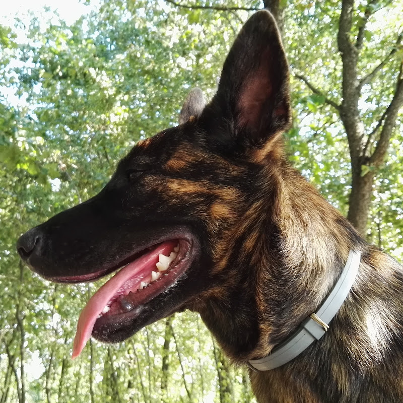 ASTRA DUTCH SHEPHERD icon