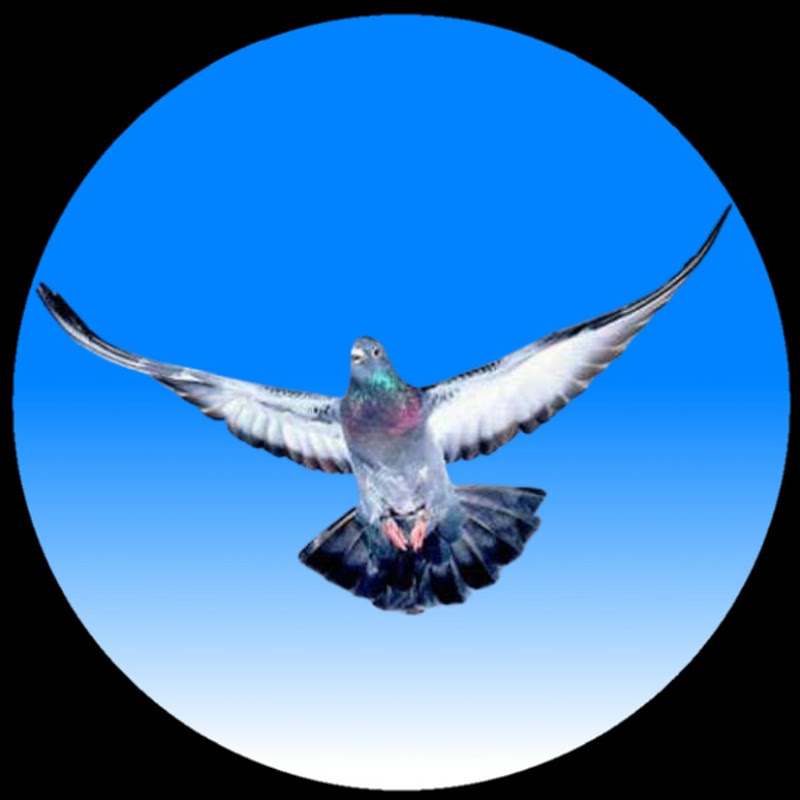 MERPATI BAGUS