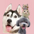 TI0nQxbbxro-channel-avatar-犬と猫の親バカ日記　ハスキー&トイプー&スコティッシュ