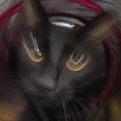 サムイ奴ら
