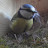 Wiltshire Nest Box Camera 2024