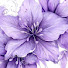 KZQyik-FN80-channel-avatar-•Purplebutterfly_Rose Studio•