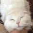 2dg4mBqsjGk-channel-avatar-感動ねこ