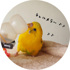 きみとはる、時々きなこtamagono_nakamiCH