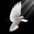 owUYWIqmRRc-channel-avatar-My Little Love of Birds Sanctuary