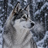 5TqrooqBLow-channel-avatar-Alone in the Cold