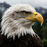 iMpLZZhUUGQ-channel-avatar-Bald Eagle Nest Journal