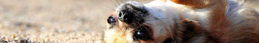 Spike Chihuahua Avatar de chaîne YouTube