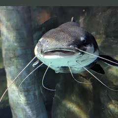 catfish63
