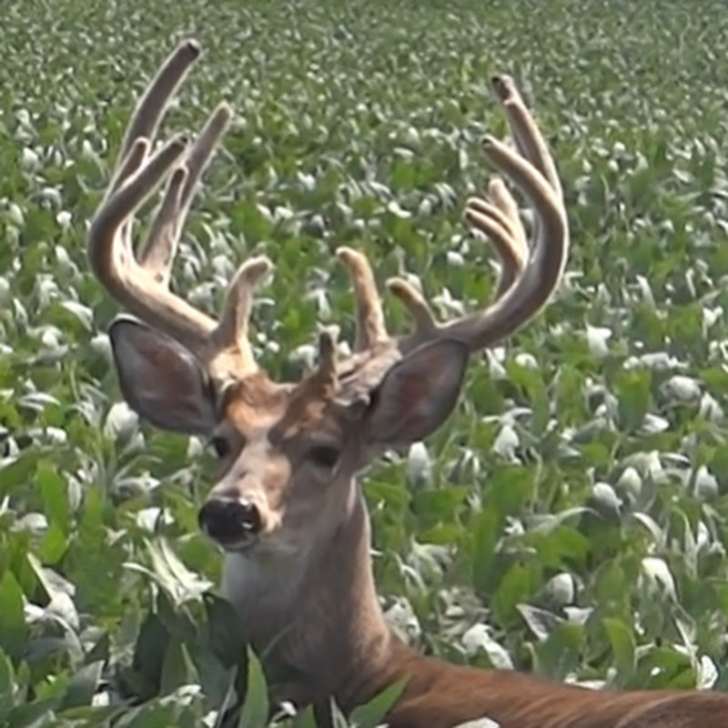 Hunting Shorts - Subscriber Sourced Hunting Videos