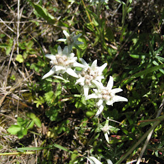 生井澤　幸子アイコン画像