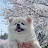 @조자몽