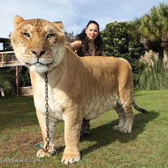 Animals and documentary channel