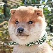 【公式】豆助通信