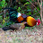 Red Jungle Fowl